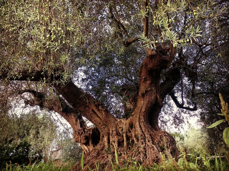 Paso Robles Hosts First Annual Women in Olive Oil Retreat