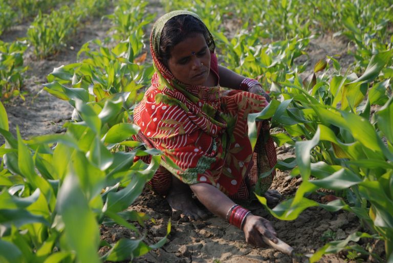 Half of India’s women farmers recorded as unpaid helpers, report says